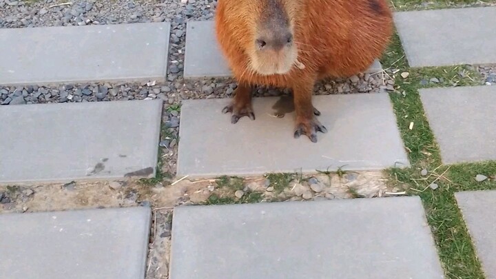 Capybara