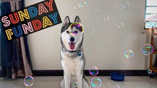 Dog Eating Bubbles