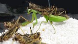 Mantis VS Swarm of Hungry Locusts | Unexpected Ending