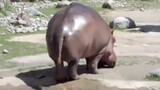 Ground shaking hippopotamus fart!!