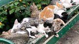 Cat Pusa Meow Cute Group Photos