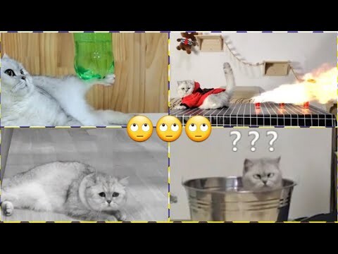 【HUMAN SUB】 Mèo Lực Sĩ - 1 Cước Đá Lủng Tường 😆 Nó Thành Tinh Rồi Quý Vị Ạ 😆 Super Cat 😆 Kungfu Cat