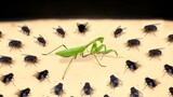 Reptile|Mantis VS. 100 Flies