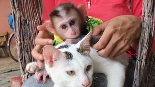 Mino monkey and a lovely cat with mom in hummock