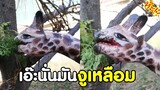 นั่นมัน ชัดเลย งูเหลือม !! #รวมฮาพากย์ไทย