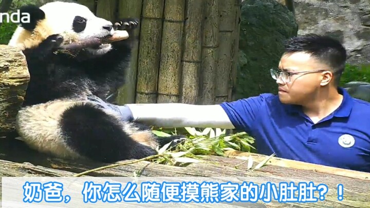 大熊猫檂檂:奶爸，我的棉花肚肚是你能随便摸的吗？快拿开你的爪爪