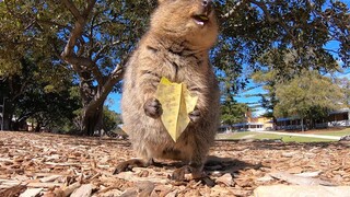 Quokka: Aku Bahagia Hanya dengan Memakan Daun Ini