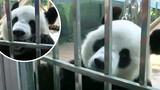 Panda Jin Hu's "En" - Now VS Before