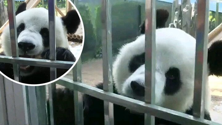 Panda Jin Hu's "En" - Now VS Before