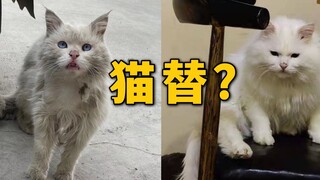 流浪公主的瓜，我找了猫替？