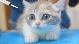 [Binatang]Hari vaksin anak-anak kucing
