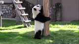 Tingkah laku lucu panda-panda yang aktif