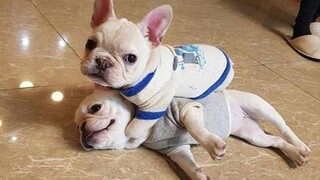 So You Think You Want A French Bulldog? **ARE YOU SURE?😱