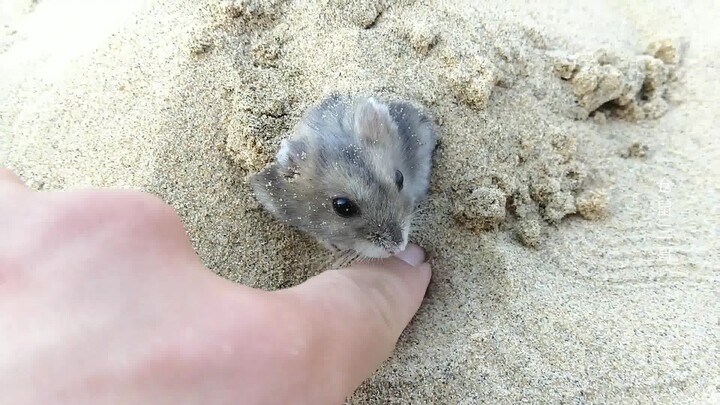 Jangan Bawa Hamster ke Pantai!