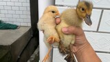 Chick and Duckling Becoming Close Friends