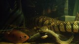 Bocourt's Mud Snake Can Distinguish Loach From Other Fish In The Tank