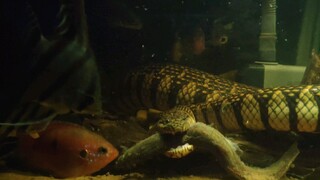 鱼缸里的海豹蛇认真区分那个是观赏鱼那个是泥鳅，只吃泥鳅长期和鱼混养再一起