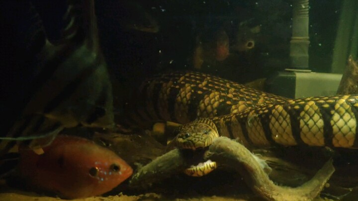 (สัตว์เลื้อยคลาน) งูทะเลละเว้นปลาสวยงามอย่างระวังและกินปลา Pond loach