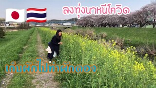 หาเก็บผักไปกินประหยัดเงินช่วงโควิด บอกมีวิธีเก็บผักดองไว้กินนานๆ ความสุขครอบครัวในวันหยุด🇯🇵🇹🇭
