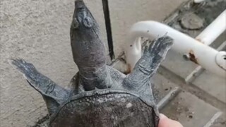 这个乌龟的头怎么和你一样
