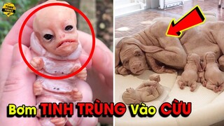 🔴10 Sinh Vật Bí Ẩn Và Quái Dị Vô Tình Được Con Người Tạo Ra Khiến Cả Thế Giới Sốc Nặng