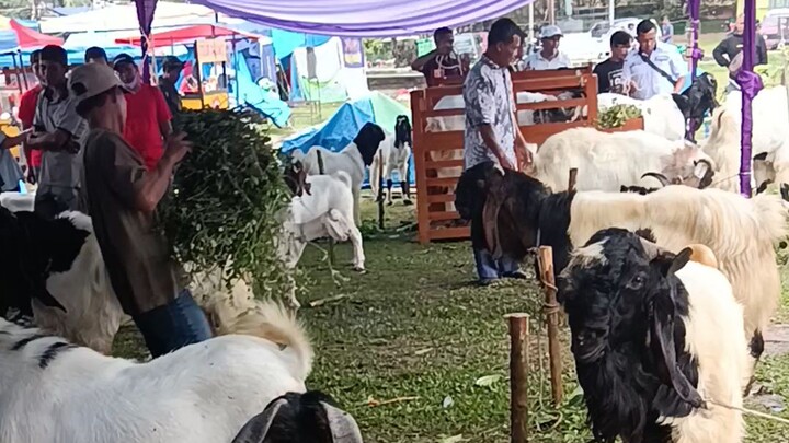 kontes kambing domba riau