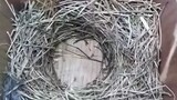birds nesting