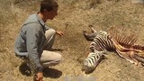 Fan Edit|Man VS Wild|Bear Grylls Eating Zebra Meat