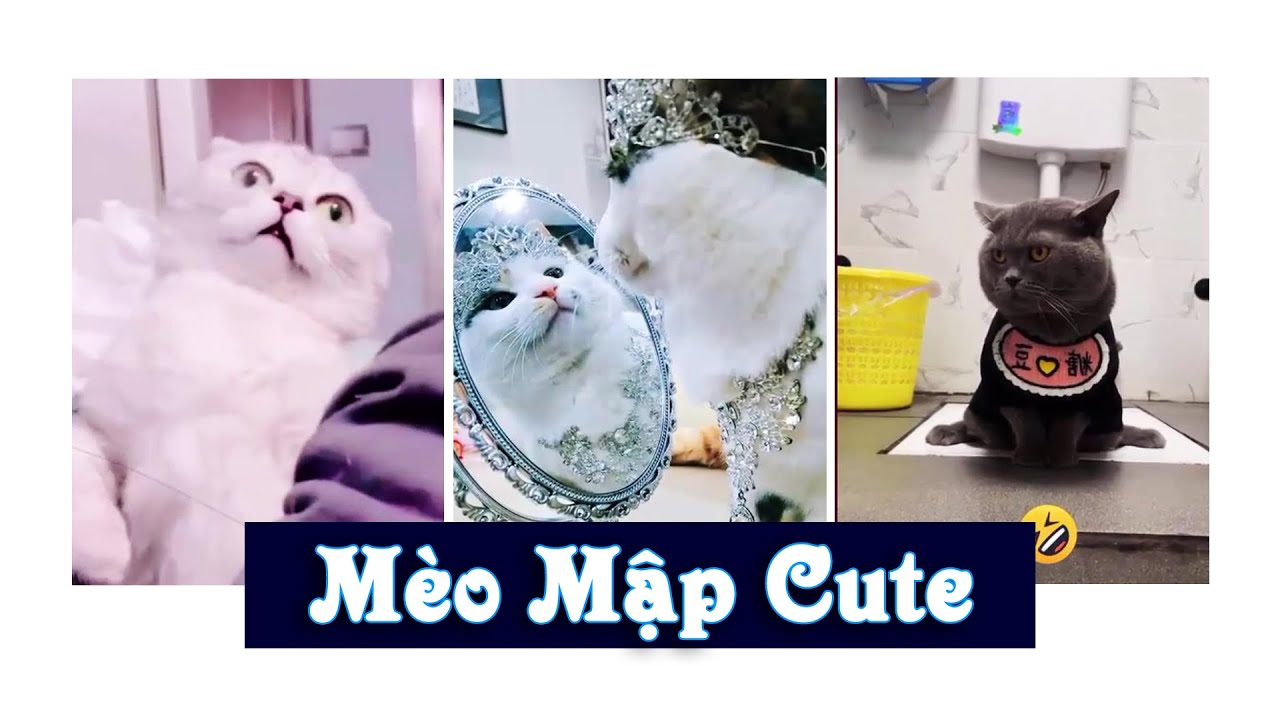 Hình ảnh Con Mèo Mập Xám Mềm Yếu Tố Nổi Bật đáng Yêu PNG  Nguyên Tố Dễ  Thương Ở Moe PNG miễn phí tải tập tin PSDComment và Vector