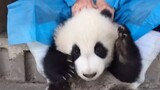 Panda - Who is Touching My Ears!