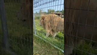 A reminder from lion Gino to stay hydrated, folks! #wildcat #hydrohomies #lion #rescue #shorts