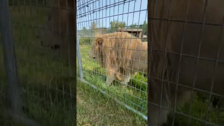 A reminder from lion Gino to stay hydrated, folks! #wildcat #hydrohomies #lion #rescue #shorts