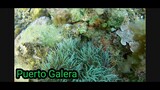 Amazing Underwater beauty of Puerto Galera