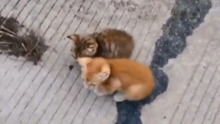 หยิบลูกแมวสองตัวขึ้นมาบนถนน