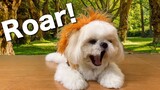 Furdad Trains Borgy How To Be A Lion | Cute & Funny Shih Tzu Dog Video
