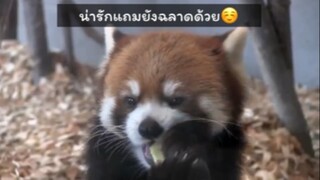 มาดูความน่ารักของเจ้าแพนด้าแดงกัน