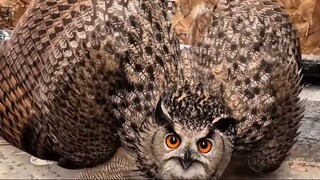 SCARIEST BIRD SOUNDS IN THE WORLD