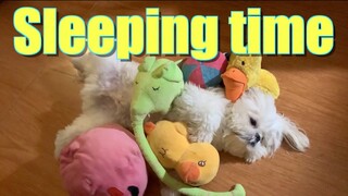 Teaching My Dog How To Easily Fall Asleep Part 2 | Cute & Funny Dog Video