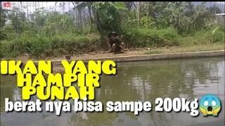 MALING IKAN DI KOLAM ORANG