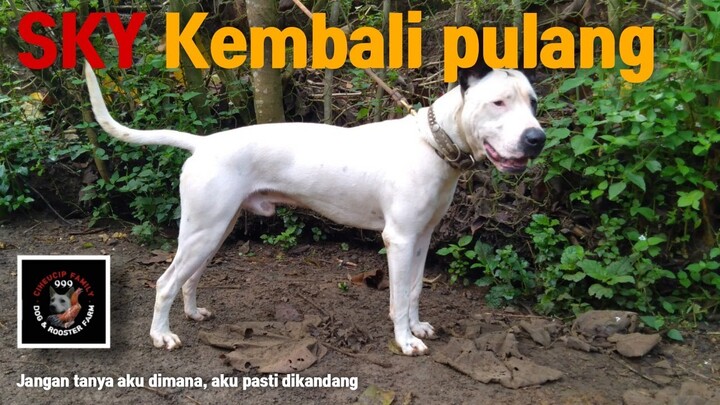 Kembalinya si SKY