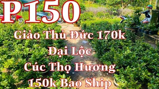 Mai vàng chơi tết p150 | 0706938527 Quế Anh | giảo thủ đức giá 170k - Đại Lộc - cúc thọ hương 150k