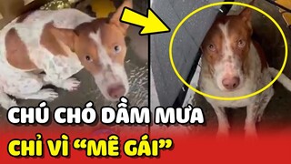 Chú chó DẦM MƯA trước cửa nhà, nguyên nhân chỉ vì "MÊ GÁI" 😂 | Yêu Lu