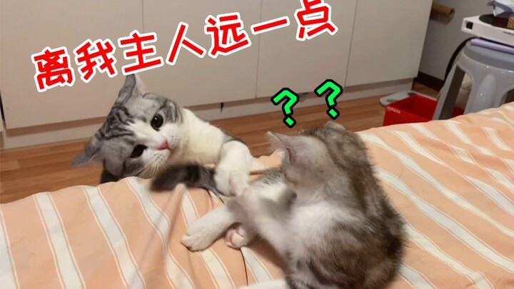 猫的占有欲有多强？谁都不能抢我主人！亲儿子也不行！