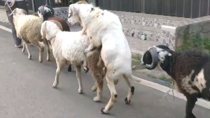 sambil jalan pun boleh lah