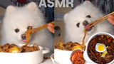 Puppy Eating Meat Sauce Noodles