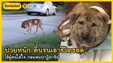 "กัส" อดีตน้องหมาป่วยข้างถนนที่ผู้คนเมินเฉย ก่อนจะกลายเป็นผู้สร้างแรงบันดาลใจ | Dog's Clip