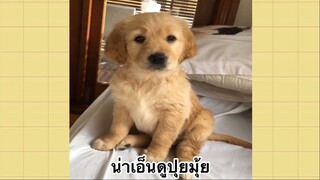 เพื่อนตัวน้อยแสนซน : น่าเอ็นดูปุยมุ้ย