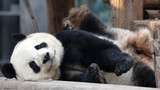 大熊猫萌兰越狱前的激动，之后就成功越狱了。2021.12.15.摄于北京动物园