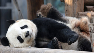 Panda Raksasa Menglan Sebelum Berhasil Kabur. Kebun Binatang Beijing