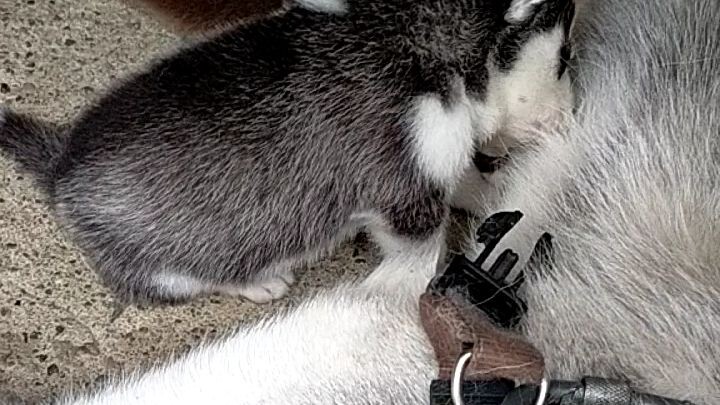 SIBERIAN HUSKY 1MONTH OLD